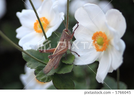 Tsutsui nago和Kibune chrysanthemum Tsutsui nago和Kibune chrysanthemum 5766045