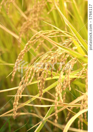 Autumn rice ear Autumn rice ear 5766117