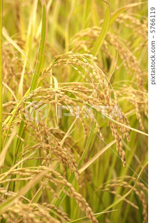 秋米耳朵 5766119