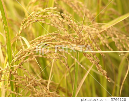 秋米耳朵 5766120