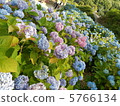 繡球 5766134
