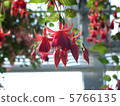 花 5766135