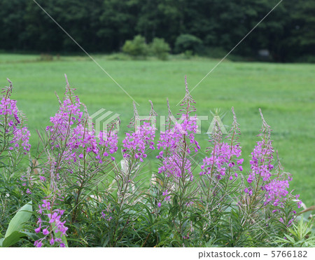 Yanagiran Yanagiran 5766182