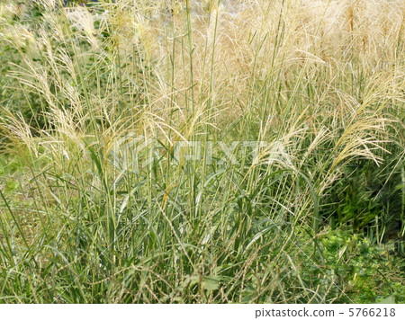 Itosuki（細線程） 5766218