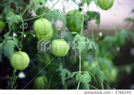 富森克魯茲 5766249