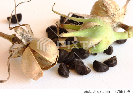 Morning glory seeds Morning glory seeds 5766399