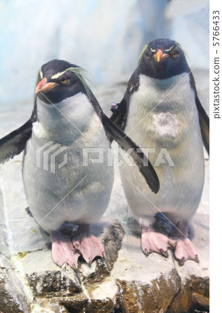 Iwatobi penguins Iwatobi penguins 5766433