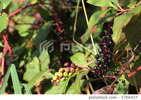 American pokeweed 5766437