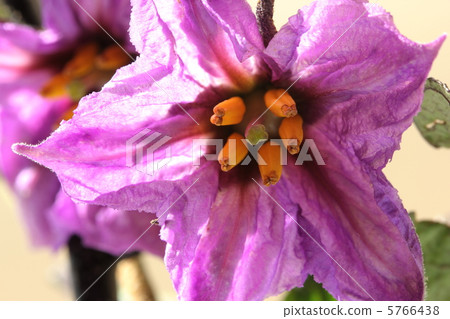 Eggplant flower 5766438