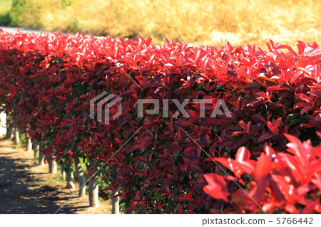 Kaname Memochi 5766442