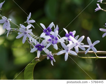 Petrea·Worpilis Kumatzuriidae 5766445