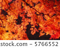 Autumn leaves 36 5766552