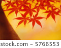 Autumn leaves 35 5766553