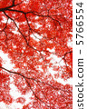 Autumn leaves 34 5766554