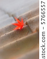 Autumn leaves 31 5766557