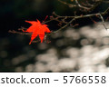 Autumn leaves 30 5766558