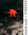 Autumn leaves 29 5766559