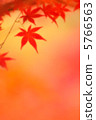 Autumn leaves 25 5766563