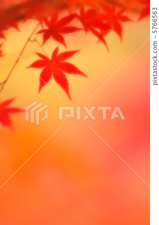 Autumn leaves 25 5766563