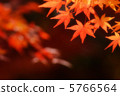 Autumn leaves 24 5766564