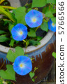 Morning glory 04 5766566