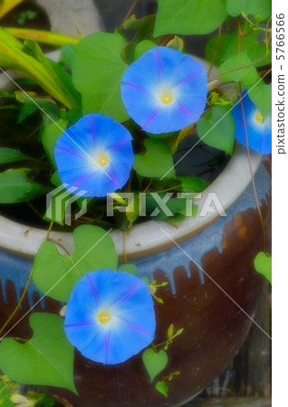 Morning glory 04 5766566