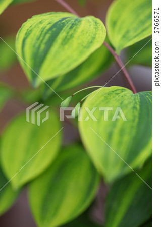 Narco百合的芽 5766571