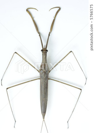 Mizukamakamari Mizukamakamari 5766575