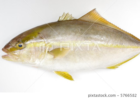 greater amberjack 5766582