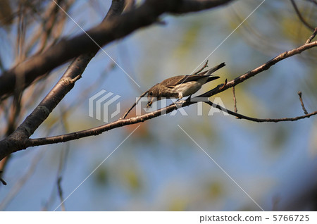 Predation of Ezobitaki 5766725