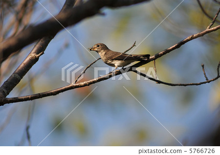 Predation of Ezobitaki 5766726