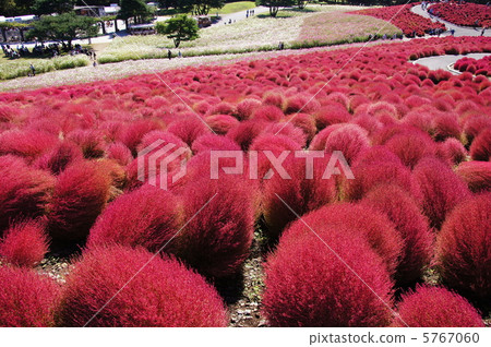 October Kokia · Chenopodiaceae 11 Colored leaves Kokia field · Hitachihama Park 5767060