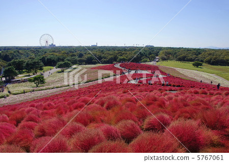 October Kokia · Chenopodiaceae 10 Colored leaves Kokia field · Hitachihama Park 5767061