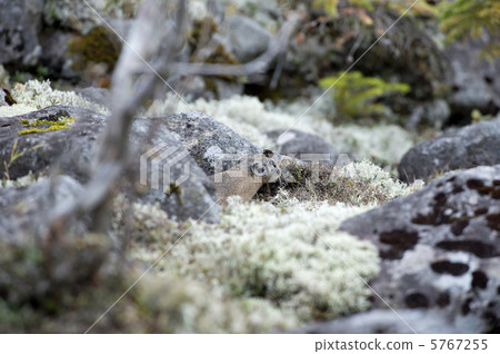 Ezo naughty rabbit 5767255