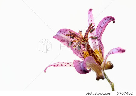 Reddish violet grass 5767492