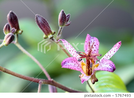 Reddish violet grass 5767493