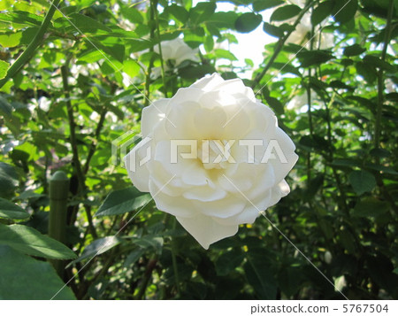 Rose (Schneebitten) 5767504