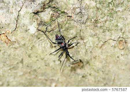 捕食Yokoduna龜 5767587