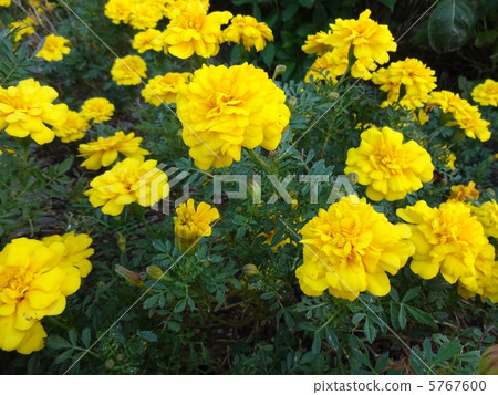 瑪麗金綻放2 瑪麗金綻放2 5767600