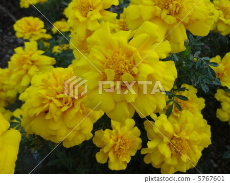 Mary gold blooms 3 Mary gold blooms 3 5767601