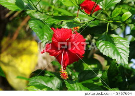 Tropical flower Tropical flower 5767604