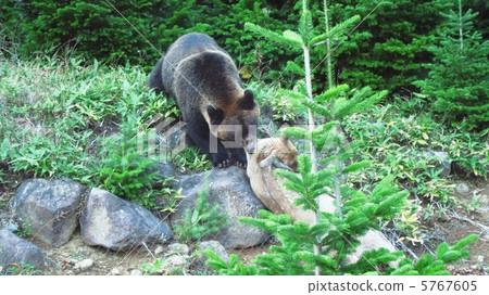 The bear capturing the prey 5767605