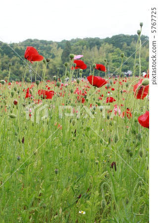 Seasonal News 5767725