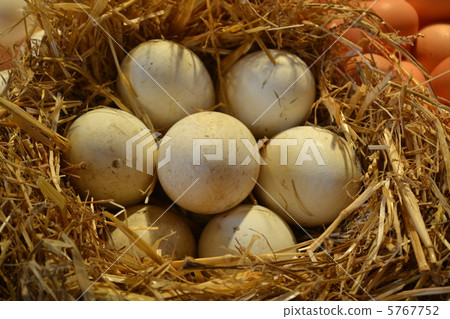 An egg An egg 5767752