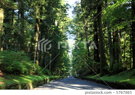 Suginami tree of sunlight Suginami tree of sunlight 5767865