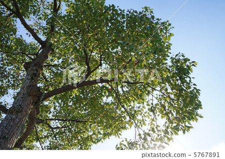 藍天和綠色 5767891