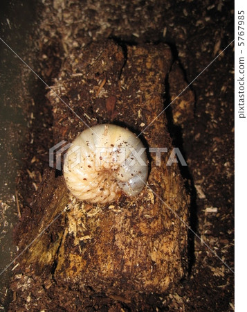 Where beetle larvae eat Kuchiki Where beetle larvae eat Kuchiki 5767985