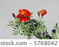 Marigold  5768042