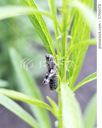 Tonosama beatta Tonosama beatta 5768078