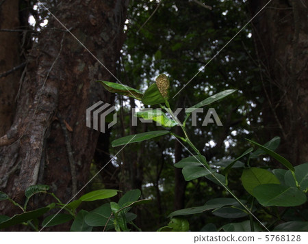 Pupa of Nagasaki aquarium (field) 2 Pupa of Nagasaki aquarium (field) 2 5768128